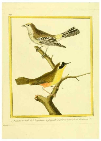 Reproducción/Reproduction 49640129581: Planches enluminées d'histoire naturelle. Paris? :s.n.,1765-1783?. 