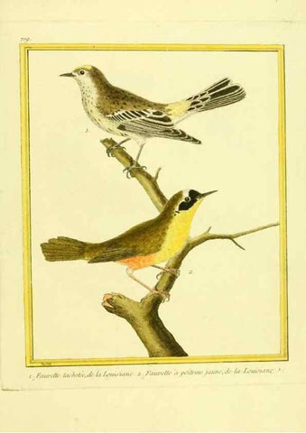 Reproducción/Reproduction 49640129581: Planches enluminées d'histoire naturelle. Paris? :s.n.,1765-1783?. 