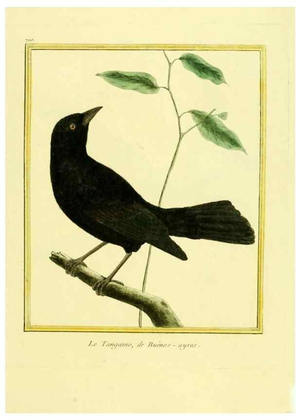 Reproducción/Reproduction 49640402592: Planches enluminées d'histoire naturelle. Paris? :s.n.,1765-1783?. 