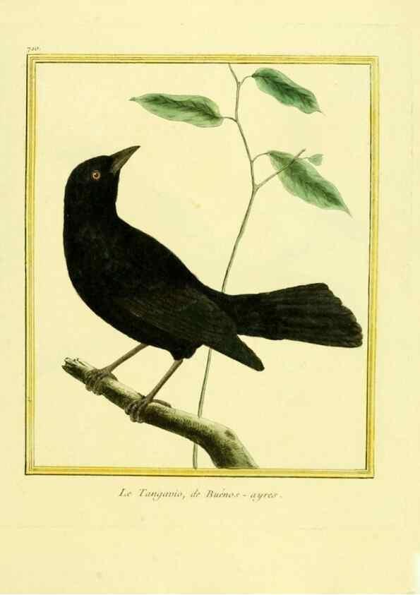 Reproducción/Reproduction 49640402592: Planches enluminées d'histoire naturelle. Paris? :s.n.,1765-1783?. 