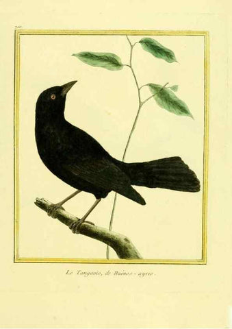 Reproducción/Reproduction 49640402592: Planches enluminées d'histoire naturelle. Paris? :s.n.,1765-1783?. 