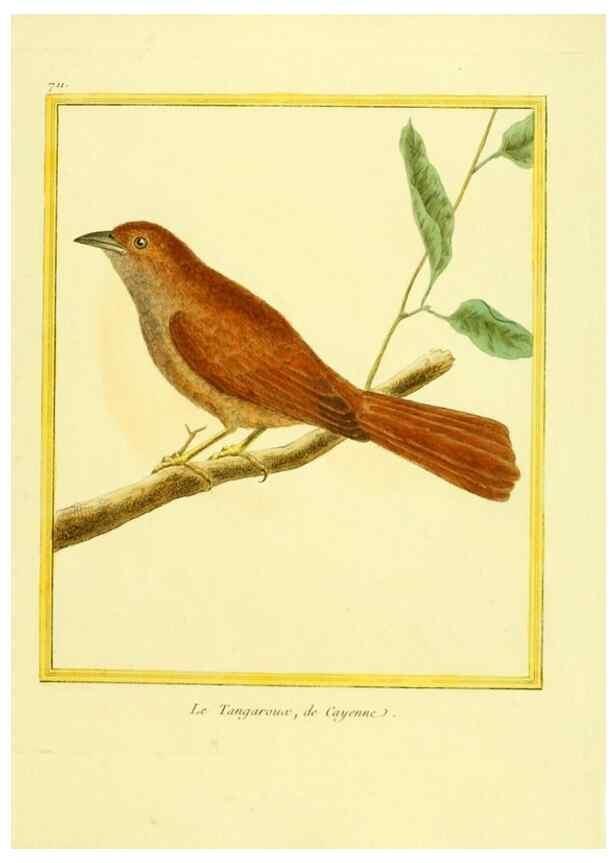 Reproducción/Reproduction 49639606413: Planches enluminées d'histoire naturelle. Paris? :s.n.,1765-1783?. 