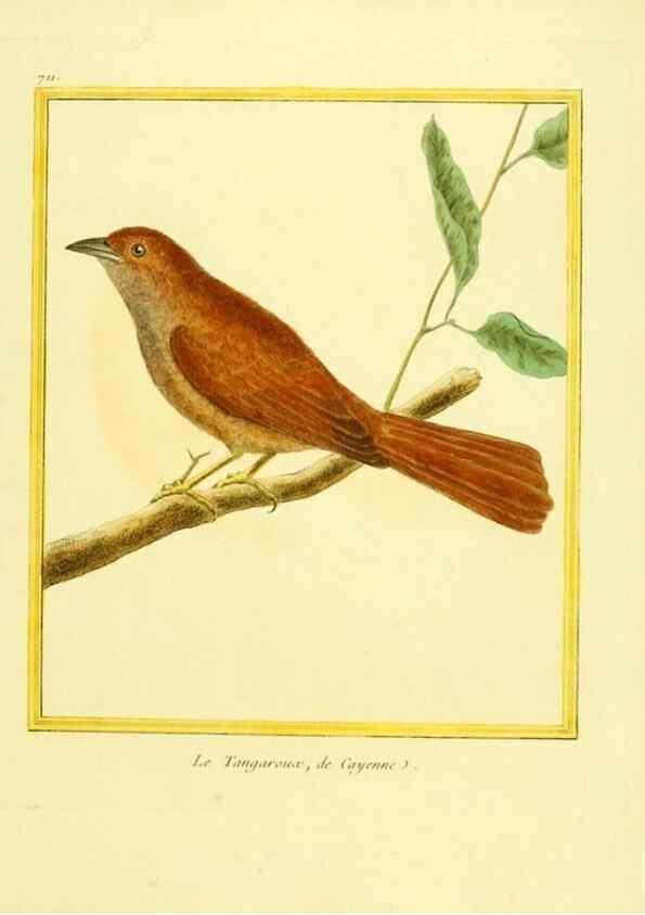 Reproducción/Reproduction 49639606413: Planches enluminées d'histoire naturelle. Paris? :s.n.,1765-1783?. 