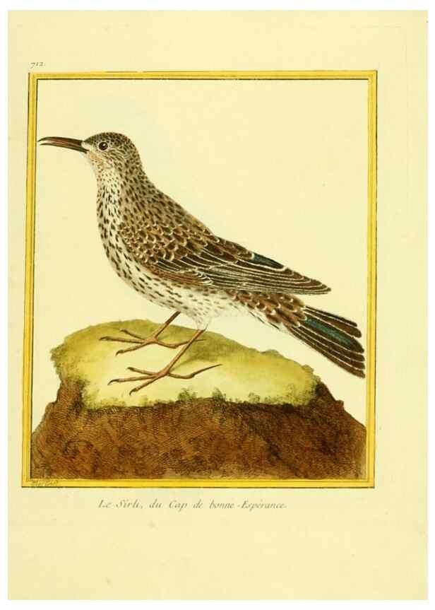 Reproducción/Reproduction 49639606583: Planches enluminées d'histoire naturelle. Paris? :s.n.,1765-1783?. 