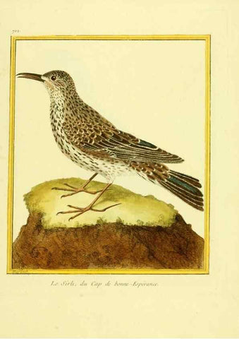 Reproducción/Reproduction 49639606583: Planches enluminées d'histoire naturelle. Paris? :s.n.,1765-1783?. 