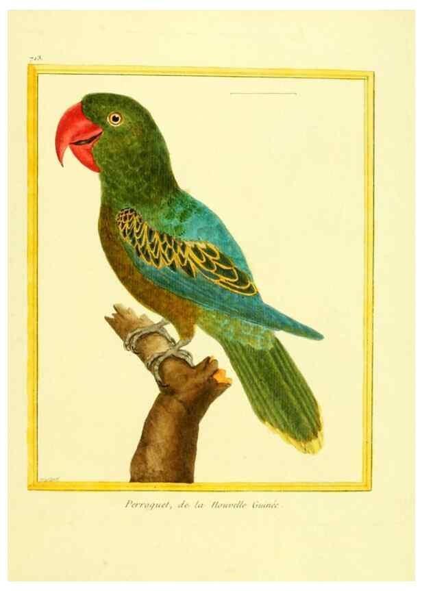 Reproducción/Reproduction 49640130301: Planches enluminées d'histoire naturelle. Paris? :s.n.,1765-1783?. 