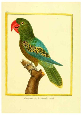 Reproducción/Reproduction 49640130301: Planches enluminées d'histoire naturelle. Paris? :s.n.,1765-1783?. 