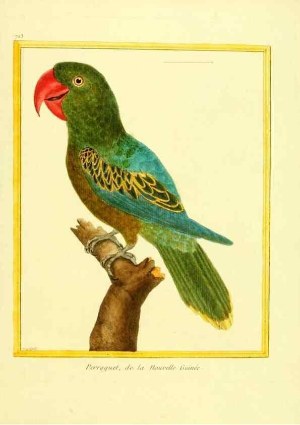Reproducción/Reproduction 49640130301: Planches enluminées d'histoire naturelle. Paris? :s.n.,1765-1783?. 
