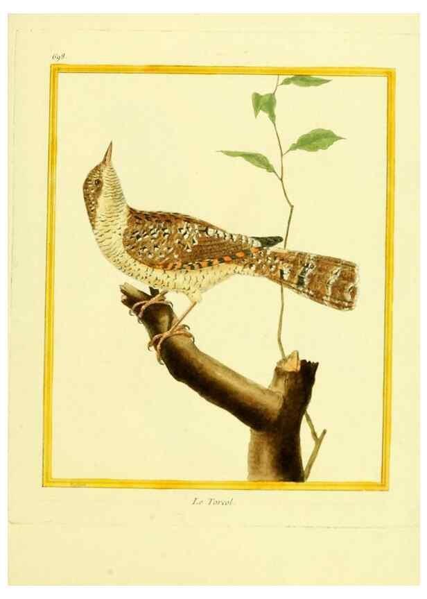 Reproducción/Reproduction 49640381872: Planches enluminées d'histoire naturelle. Paris? :s.n.,1765-1783?. 