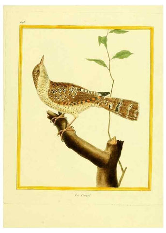 Reproducción/Reproduction 49640381872: Planches enluminées d'histoire naturelle. Paris? :s.n.,1765-1783?. 