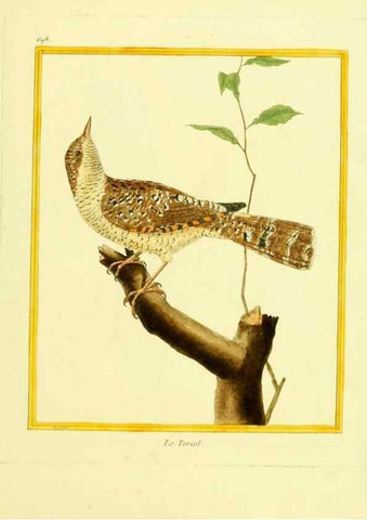 Reproducción/Reproduction 49640381872: Planches enluminées d'histoire naturelle. Paris? :s.n.,1765-1783?. 