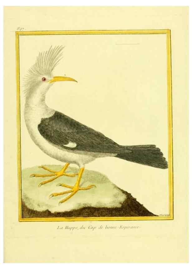 Reproducción/Reproduction 49639584718: Planches enluminées d'histoire naturelle. Paris? :s.n.,1765-1783?. 
