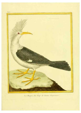 Reproducción/Reproduction 49639584718: Planches enluminées d'histoire naturelle. Paris? :s.n.,1765-1783?. 
