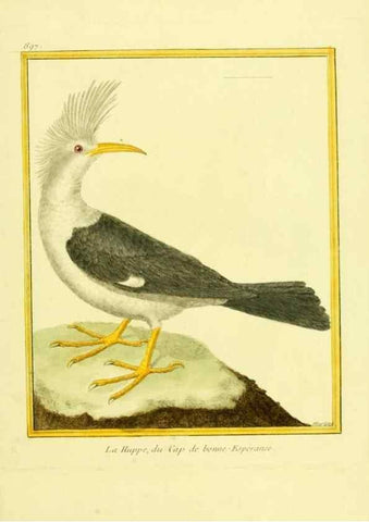 Reproducción/Reproduction 49639584718: Planches enluminées d'histoire naturelle. Paris? :s.n.,1765-1783?. 
