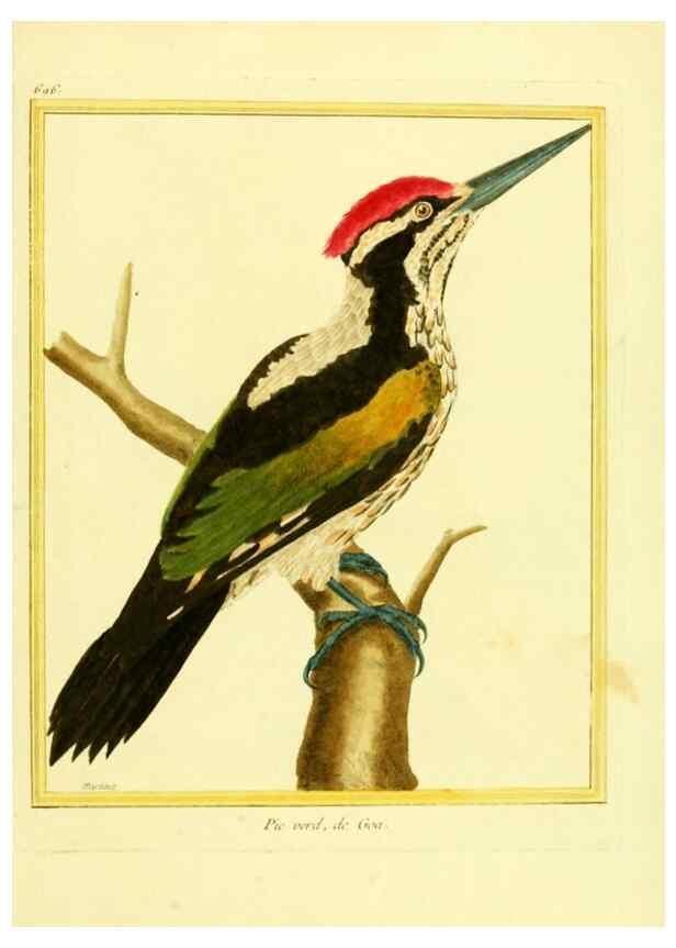 Reproducción/Reproduction 49639584563: Planches enluminées d'histoire naturelle. Paris? :s.n.,1765-1783?. 