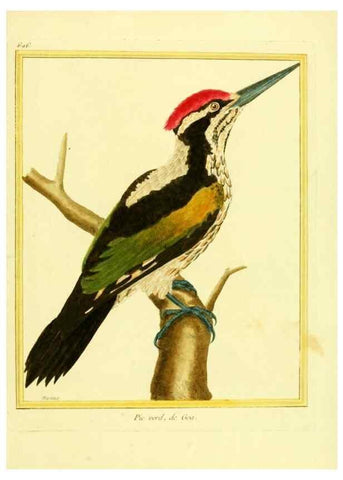Reproducción/Reproduction 49639584563: Planches enluminées d'histoire naturelle. Paris? :s.n.,1765-1783?. 