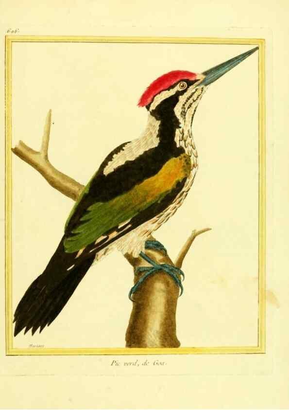 Reproducción/Reproduction 49639584563: Planches enluminées d'histoire naturelle. Paris? :s.n.,1765-1783?. 