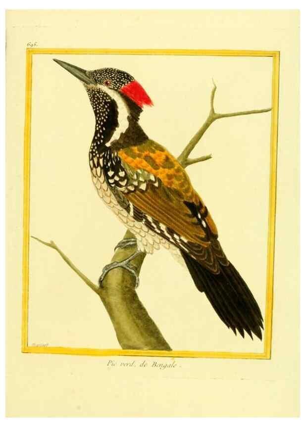 Reproducción/Reproduction 49639584423: Planches enluminées d'histoire naturelle. Paris? :s.n.,1765-1783?. 