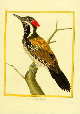 Reproducción/Reproduction 49639584423: Planches enluminées d'histoire naturelle. Paris? :s.n.,1765-1783?. 