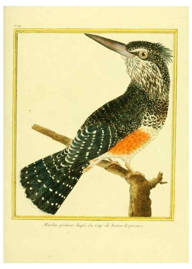Reproducción/Reproduction 49639581073: Planches enluminées d'histoire naturelle. Paris? :s.n.,1765-1783?. 