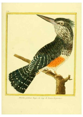 Reproducción/Reproduction 49639581073: Planches enluminées d'histoire naturelle. Paris? :s.n.,1765-1783?. 