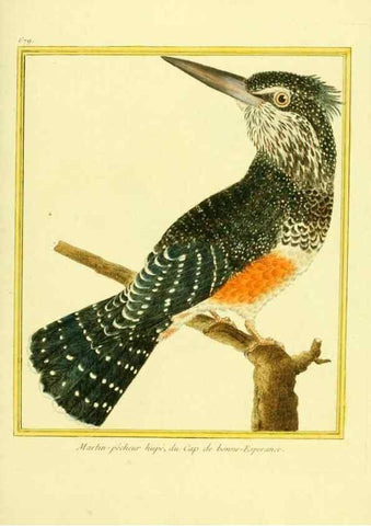 Reproducción/Reproduction 49639581073: Planches enluminées d'histoire naturelle. Paris? :s.n.,1765-1783?. 