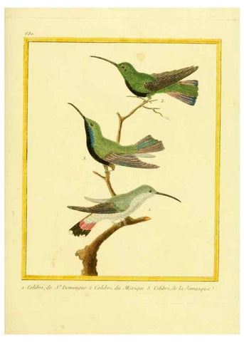 Reproducción/Reproduction 49640378147: Planches enluminées d'histoire naturelle. Paris? :s.n.,1765-1783?. 