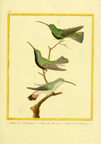 Reproducción/Reproduction 49640378147: Planches enluminées d'histoire naturelle. Paris? :s.n.,1765-1783?. 