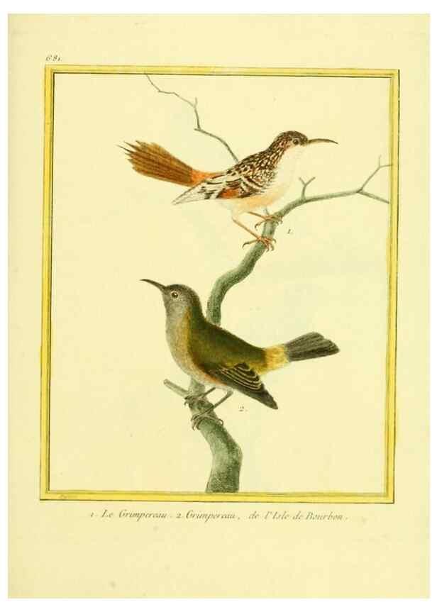 Reproducción/Reproduction 49640105451: Planches enluminées d'histoire naturelle. Paris? :s.n.,1765-1783?. 