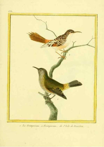 Reproducción/Reproduction 49640105451: Planches enluminées d'histoire naturelle. Paris? :s.n.,1765-1783?. 