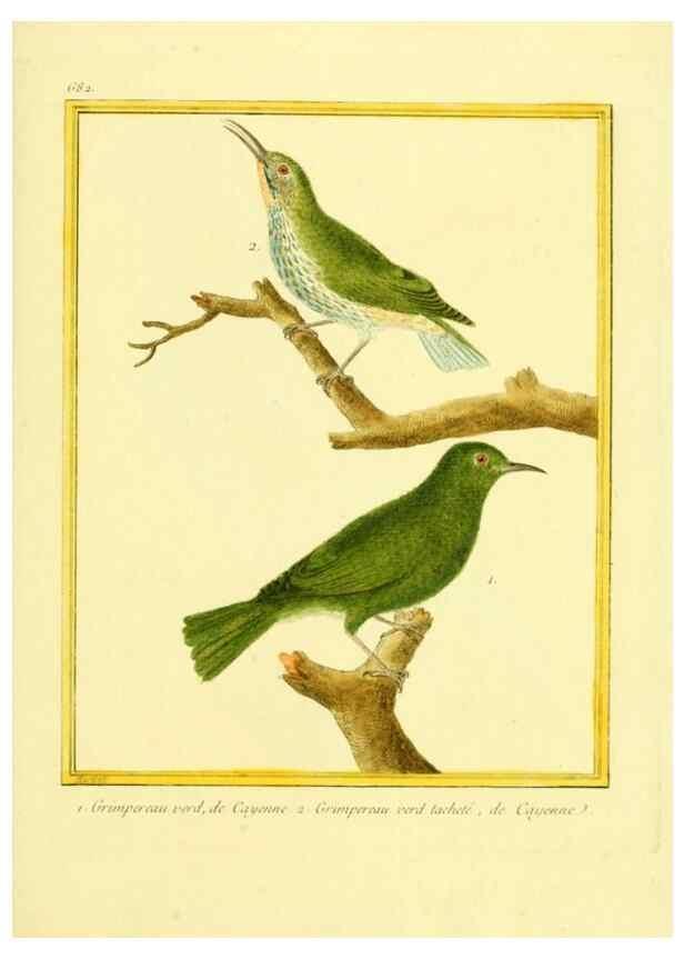 Reproducción/Reproduction 49640378572: Planches enluminées d'histoire naturelle. Paris? :s.n.,1765-1783?. 