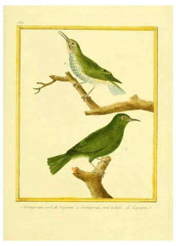 Reproducción/Reproduction 49640378572: Planches enluminées d'histoire naturelle. Paris? :s.n.,1765-1783?. 