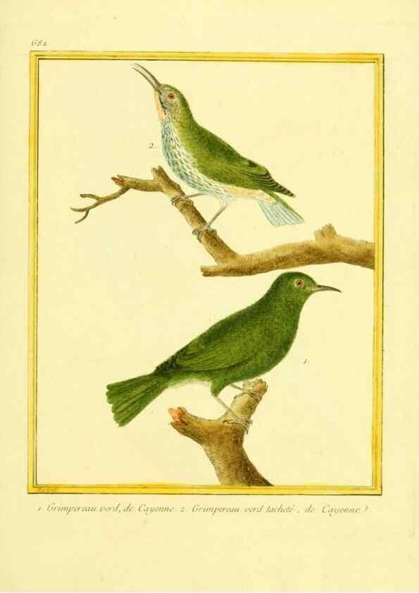 Reproducción/Reproduction 49640378572: Planches enluminées d'histoire naturelle. Paris? :s.n.,1765-1783?. 