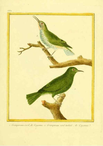 Reproducción/Reproduction 49640378572: Planches enluminées d'histoire naturelle. Paris? :s.n.,1765-1783?. 