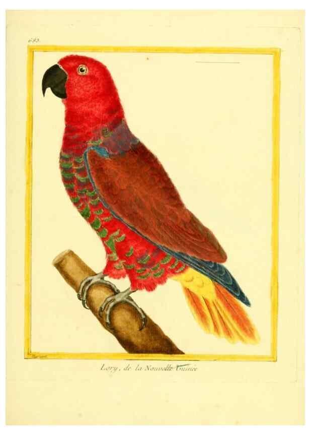 Reproducción/Reproduction 49640105956: Planches enluminées d'histoire naturelle. Paris? :s.n.,1765-1783?. 