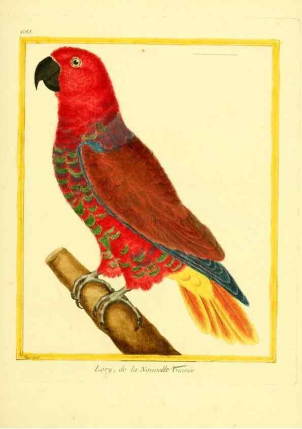 Reproducción/Reproduction 49640105956: Planches enluminées d'histoire naturelle. Paris? :s.n.,1765-1783?. 