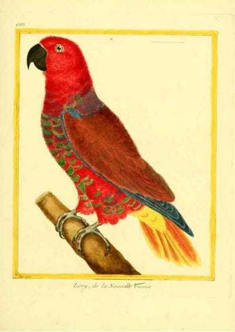 Reproducción/Reproduction 49640105956: Planches enluminées d'histoire naturelle. Paris? :s.n.,1765-1783?. 