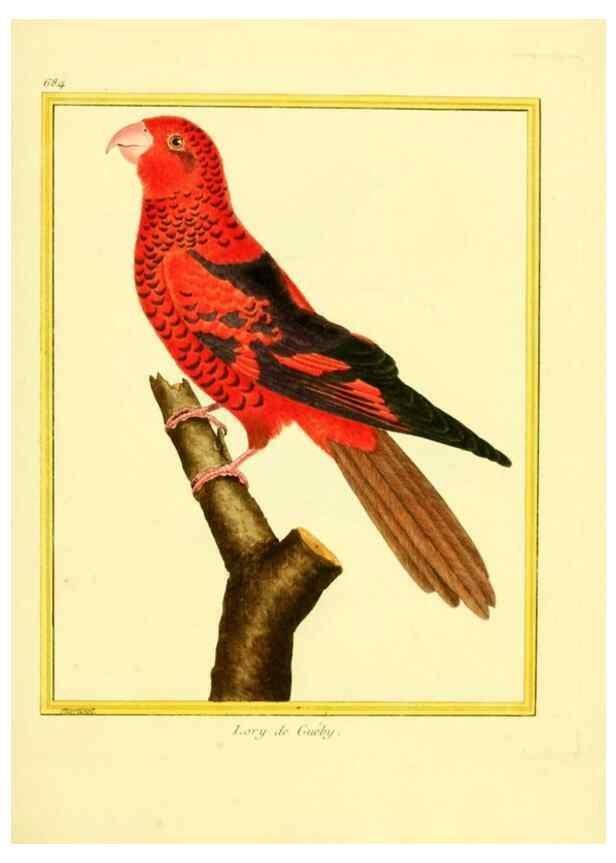 Reproducción/Reproduction 49640379007: Planches enluminées d'histoire naturelle. Paris? :s.n.,1765-1783?. 