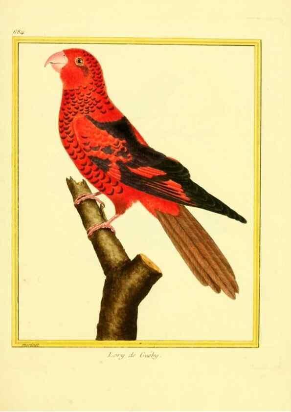 Reproducción/Reproduction 49640379007: Planches enluminées d'histoire naturelle. Paris? :s.n.,1765-1783?. 