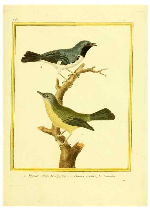 Reproducción/Reproduction 49640379227: Planches enluminées d'histoire naturelle. Paris? :s.n.,1765-1783?. 