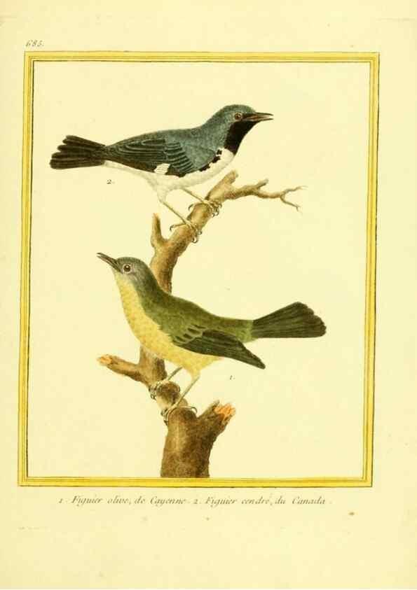 Reproducción/Reproduction 49640379227: Planches enluminées d'histoire naturelle. Paris? :s.n.,1765-1783?. 