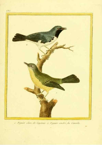 Reproducción/Reproduction 49640379227: Planches enluminées d'histoire naturelle. Paris? :s.n.,1765-1783?. 