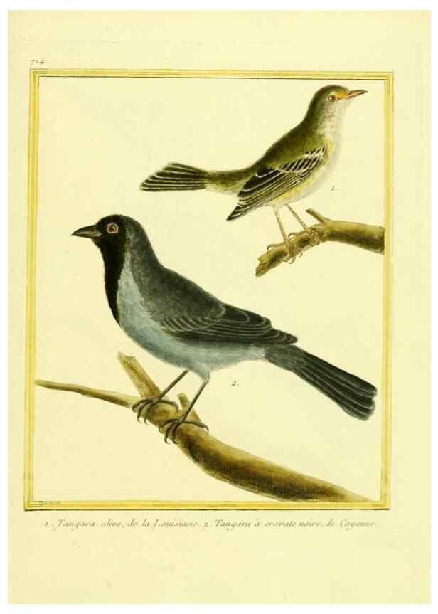 Reproducción/Reproduction 49639607413: Planches enluminées d'histoire naturelle. Paris? :s.n.,1765-1783?. 