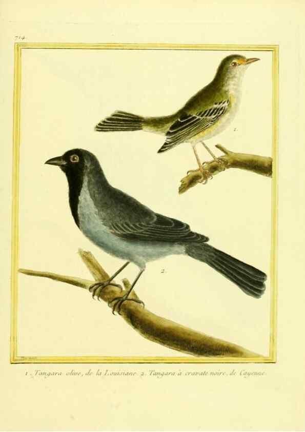 Reproducción/Reproduction 49639607413: Planches enluminées d'histoire naturelle. Paris? :s.n.,1765-1783?. 