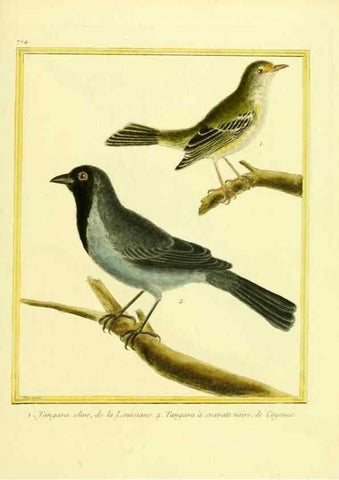 Reproducción/Reproduction 49639607413: Planches enluminées d'histoire naturelle. Paris? :s.n.,1765-1783?. 