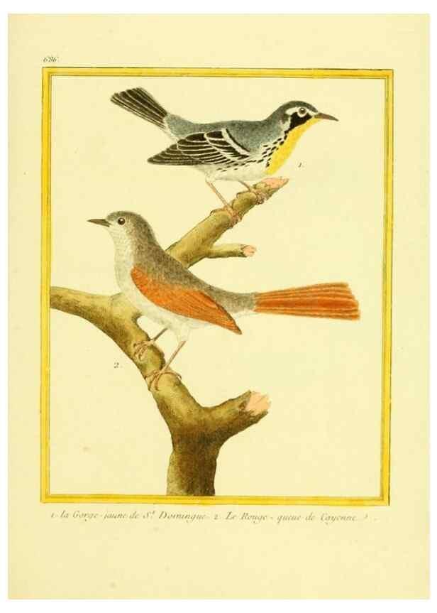 Reproducción/Reproduction 49639582568: Planches enluminées d'histoire naturelle. Paris? :s.n.,1765-1783?. 