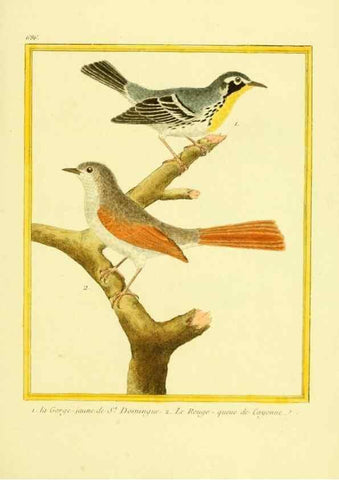Reproducción/Reproduction 49639582568: Planches enluminées d'histoire naturelle. Paris? :s.n.,1765-1783?. 