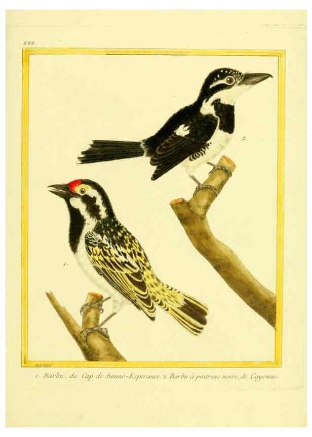 Reproducción/Reproduction 49639582973: Planches enluminées d'histoire naturelle. Paris? :s.n.,1765-1783?. 