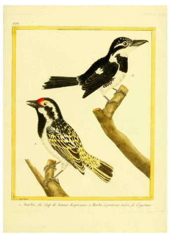 Reproducción/Reproduction 49639582973: Planches enluminées d'histoire naturelle. Paris? :s.n.,1765-1783?. 
