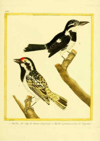Reproducción/Reproduction 49639582973: Planches enluminées d'histoire naturelle. Paris? :s.n.,1765-1783?. 